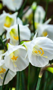 NARCISSUS WHITE PETTICOAT