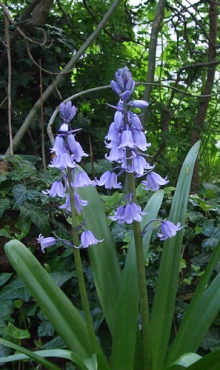 HYACINTHOIDES HISPANICA BLAUW