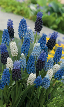 MUSCARI MIX