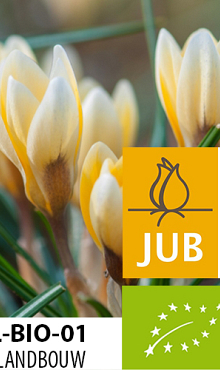CROCUS SP. ROMANCE BIOLOGISCH