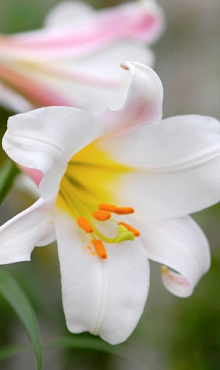 LILIUM REGALE