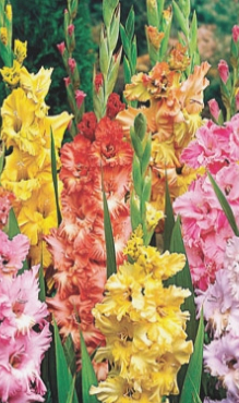 X 100 GLADIOLUS RUFFLED MIX 12/14