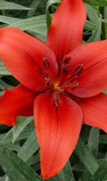 X 50 LILIUM RED COUNTY 14/16