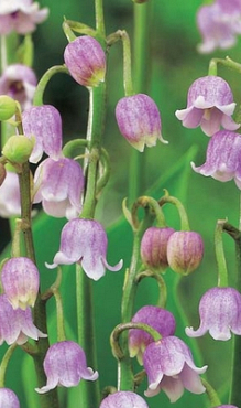 X 25 CONVALLARIA MAJALIS ROSEA I