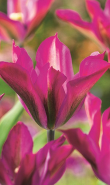 TULIPA PURPLE DANCE