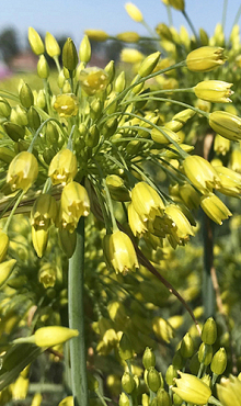 ALLIUM YELLOW FANTASY