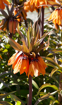 FRITILLARIA IMP. SUNSET