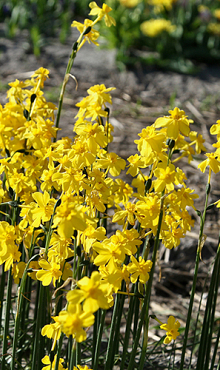 NARCISSUS CORDUBENSIS