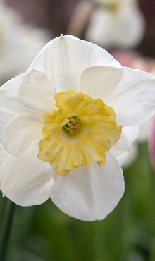 NARCISSUS PAPILLON BLANC