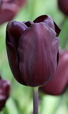 TULIPA CONTINENTAL