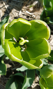 TULIPA GREEN POWER