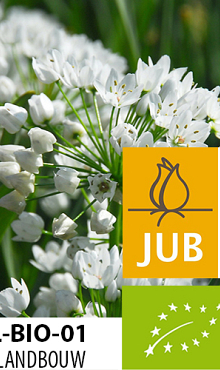 ALLIUM NEAPOLITANUM BIOLOGISCH