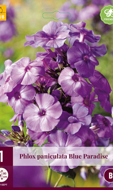 X 1 PHLOX PANICULATA BLUE PARADISE I