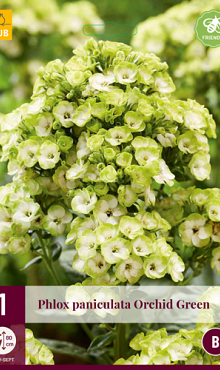 X 1 PHLOX PANICULATA ORCHID GREEN I