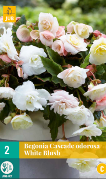 X 2 BEGONIA CASCADE ODOROSA WHITE BLUSH 5/6