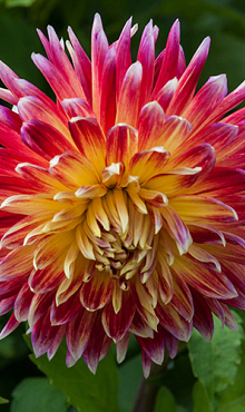 X 10 DAHLIA AKITA I