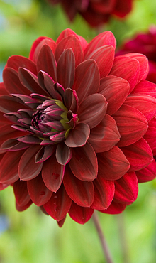 X 10 DAHLIA ARABIAN NIGHT I