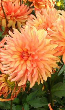 X 10 DAHLIA AUTUMN FAIRY I