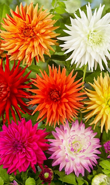 X 10 DAHLIA CACTUS MIX I