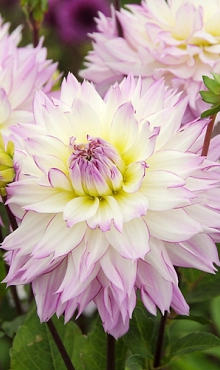 X 10 DAHLIA CRAZY LOVE I
