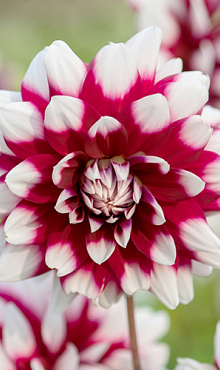 X 10 DAHLIA DUET I