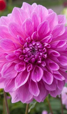 X 10 DAHLIA LAVENDER PERFECTION I