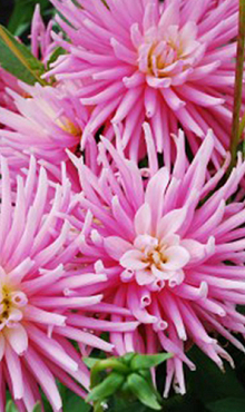 X 10 DAHLIA PARK PRINCESS I