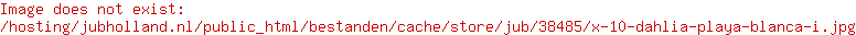X 10 DAHLIA PLAYA BLANCA I