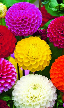 X 10 DAHLIA POMPON MIX I