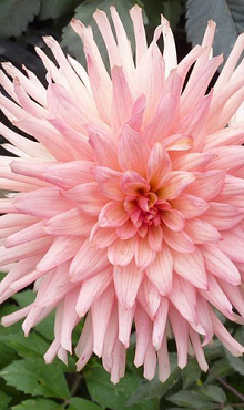 X 10 DAHLIA PREFERENCE I