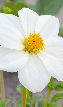 X 10 DAHLIA SNEEZY I