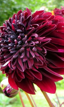 X 10 DAHLIA SOULMAN I