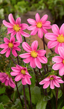 X 10 DAHLIA TOPMIX PINK I