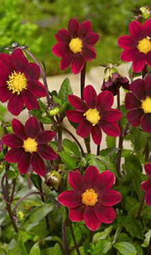 X 10 DAHLIA TOPMIX PURPLE I