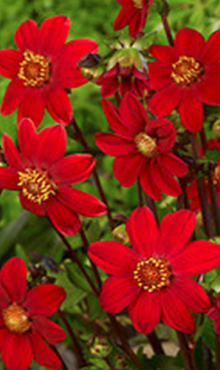 X 10 DAHLIA TOPMIX RED I