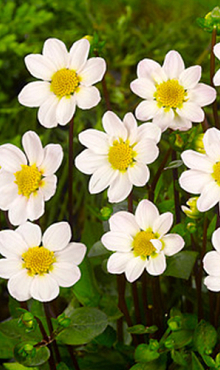X 10 DAHLIA TOPMIX WHITE I
