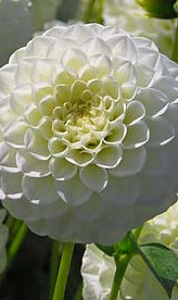 X 10 DAHLIA WHITE ASTER I