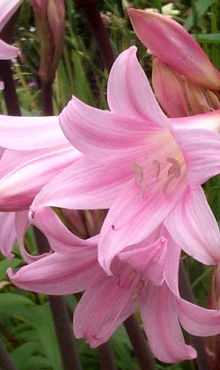 X 10 AMARYLLIS BELLADONNA 20/+