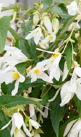 X 10 BEGONIA BOLIVIENSIS SANTA BARBARA 18/20