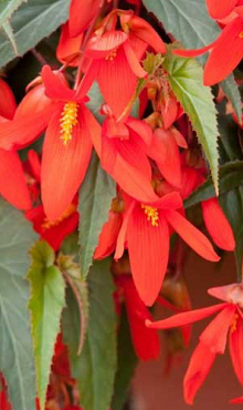 X 10 BEGONIA BOLIVIENSIS SANTA CRUZ 18/20