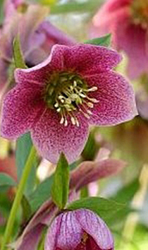 X 10 HELLEBORUS ORIENTALIS MONTSEGUR I