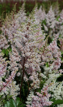 X 25 ASTILBE JAPONICA PEACH BLOSSOM 2/3