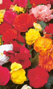 X 25 BEGONIA NON STOP MIX 5/6