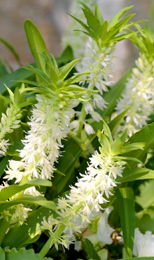 X 25 EUCOMIS AUTUMNALIS 14/16