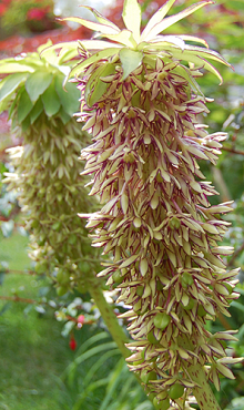 X 25 EUCOMIS BICOLOR 14/16