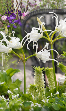 X 25 HYMENOCALLIS FESTALIS 16/18