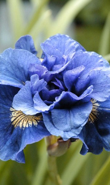 X 25 IRIS SIBIRICA CONCORD CRUSH I