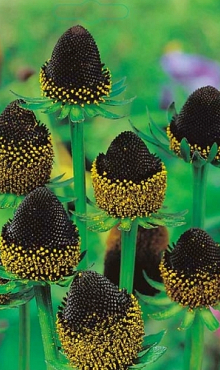 X 25 RUDBECKIA BLACK BEAUTY I