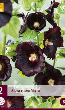 X 2 ALCEA ROSEA NIGRA I