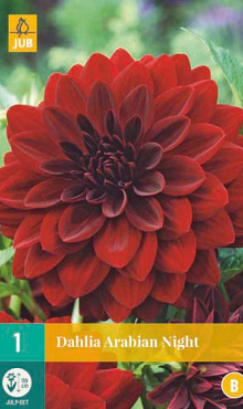 X 1 DAHLIA ARABIAN NIGHT I